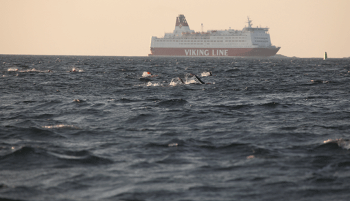 Simsträckorna går delvis över öppna fjärdar. Foto: Malcolm Hanes/Ö till Ö 2011